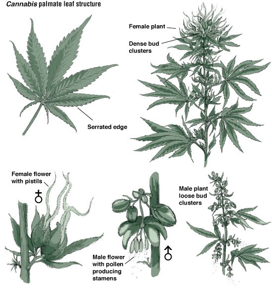 Конопля не содержание марихуана священное растение