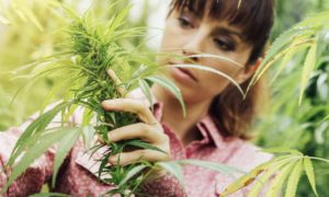 Canadian College Announces Cannabis Cultivation Class