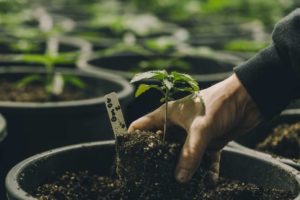 This Hemp Company Wants To Hire Growers With Marijuana Convictions