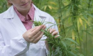 Should Medical Schools Start Teaching About Cannabis?