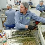 Medical Marijuana's Success In Connecticut Brings Renewed Calls For More Growers