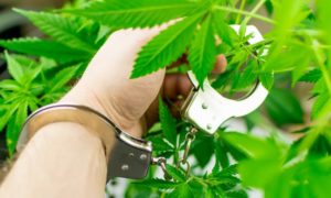 Iowa Mayor Charged For Growing 18 Marijuana Plants in Her Home