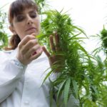 Russia May Authorize Cannabis Imports for Scientific Research