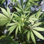 Man Sues Over Job Rejection Due to Medical Marijuana