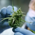 $9 Million Donation Given to Harvard and MIT to Promote Cannabis Research