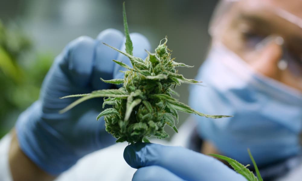 $9 Million Donation Given to Harvard and MIT to Promote Cannabis Research