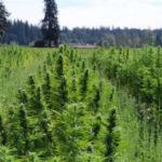 Cannabis Outdoor Harvest