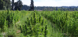 Cannabis Outdoor Harvest
