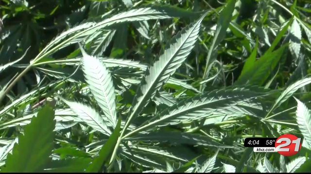 Wyden, Blumenauer intro bill to allow cannabis trade