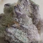 LA Kush Cake Bud