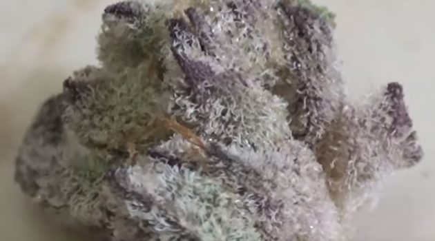 LA Kush Cake Bud