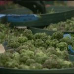 Judge orders end to ban on vaping products for medical marijuana customers