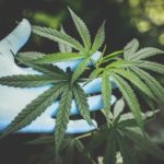 Federal addiction treatment dollars off-limits for marijuana