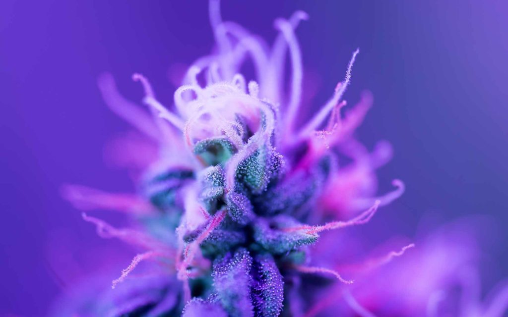 The best new cannabis strains to grow in 2020