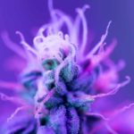 The best new cannabis strains to grow in 2020