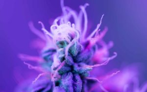 The best new cannabis strains to grow in 2020