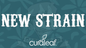 New Strain from Curaleaf