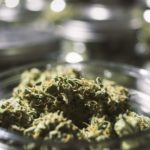 Expiration date: Can cannabis go bad?