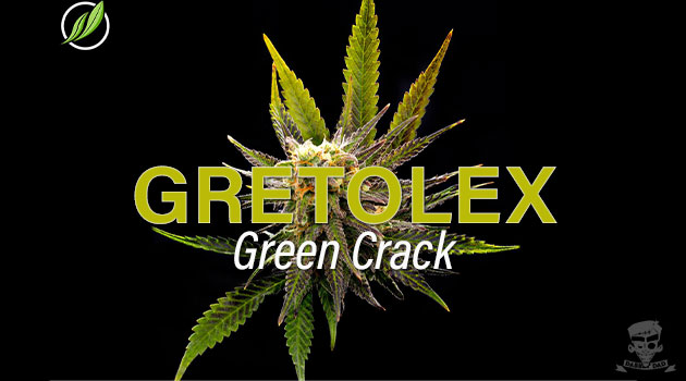 CT Pharma Gretolex