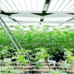 Legislators approve mold regulation changes for medical marijuana