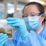 New Cannabis Testing to Help Growers Manage, Prevent Microbial Outbreaks