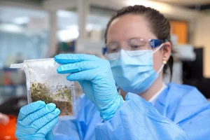 New Cannabis Testing to Help Growers Manage, Prevent Microbial Outbreaks