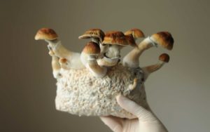 Oregon Unveils Rules For New Psilocybin Therapy Program