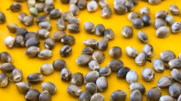 5 Best Seed Banks – Top Marijuana Seed Banks in America [Buy Cannabis Seeds Online in 2022]