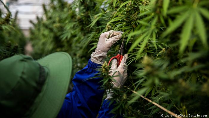 UN: Legalization and COVID lockdowns increase cannabis use