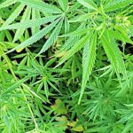 Study aims to increase production efficiency and protect cannabis strains from plant diseases