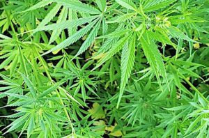 Study aims to increase production efficiency and protect cannabis strains from plant diseases