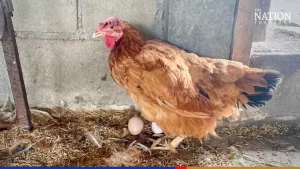 Cannabis replaces antibiotics as chicken farmers in Lampang go organic