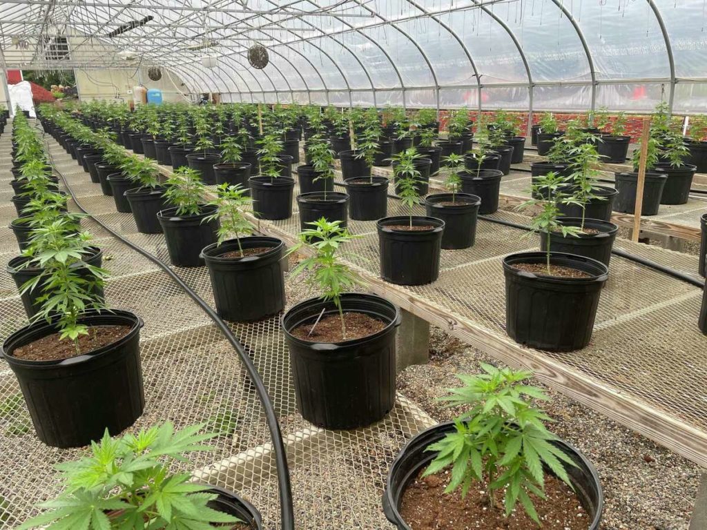 Cannabis cultivation in CT could be linked to big money investors. Experts say that ‘should be no surprise.’