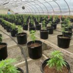 Cannabis cultivation in CT could be linked to big money investors. Experts say that ‘should be no surprise.’