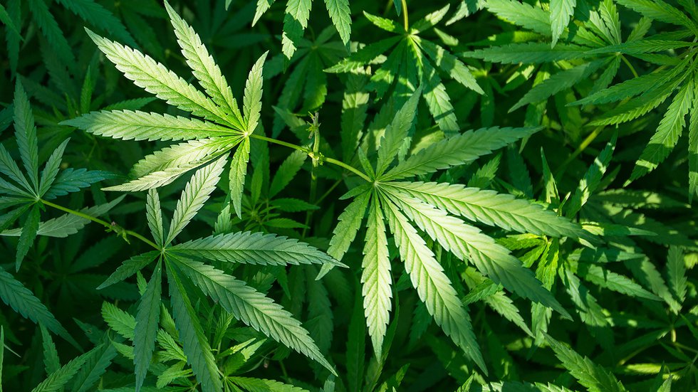 Proposed cannabis store in Hartford hits roadblock