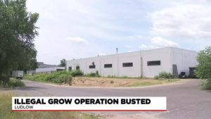 Illegal marijuana growing operation busted in Ludlow