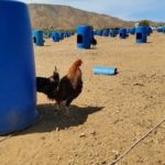 California cops looking into rooster-fighting ring find big cannabis haul
