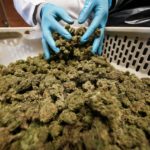 Cautious approach to investing in New York cannabis advised by experts