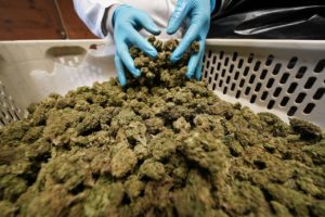 Cautious approach to investing in New York cannabis advised by experts