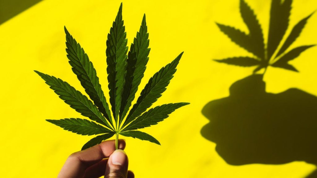 Marijuana Laws in Every State: Is Pot Legal in Your State?