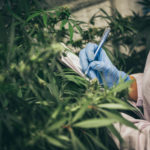 University of New Haven, cannabis education company collaborate on industry online certificates