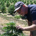 Farms under pressure from illegal pot