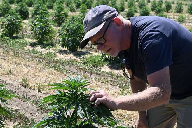 Farms under pressure from illegal pot
