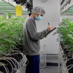 Social Equity Council advances 16 hopeful cannabis growers in Connecticut application process