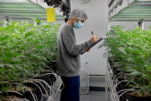 Social Equity Council advances 16 hopeful cannabis growers in Connecticut application process