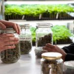 NY to start accepting cannabis dispensary applications; only those with marijuana offense