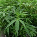 Lawsuit targets zoning permit for proposed Bridgeport cannabis grower