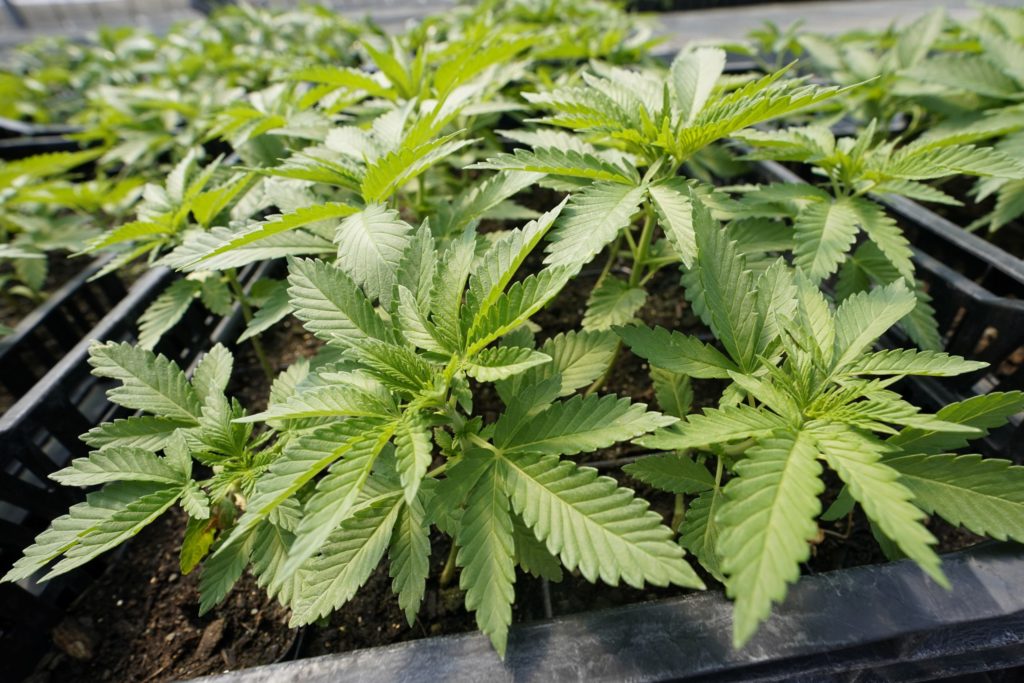 Cannabis regulations explored in Naugatuck