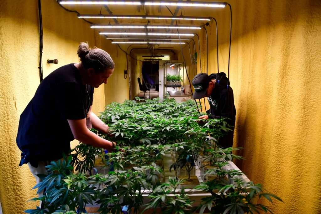 Colorado’s medical marijuana sales hit lowest point since legalization