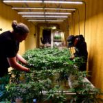 Colorado’s medical marijuana sales hit lowest point since legalization